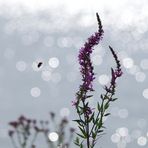 Wildblümchen an der Elbe