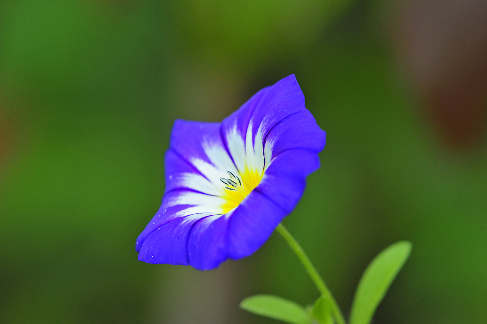 Wildblümchen (Dreifarbige Winde, Convolvulus tricolor)