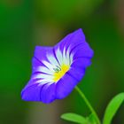 Wildblümchen (Dreifarbige Winde, Convolvulus tricolor)