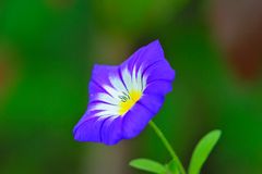 Wildblümchen (Dreifarbige Winde, Convolvulus tricolor)