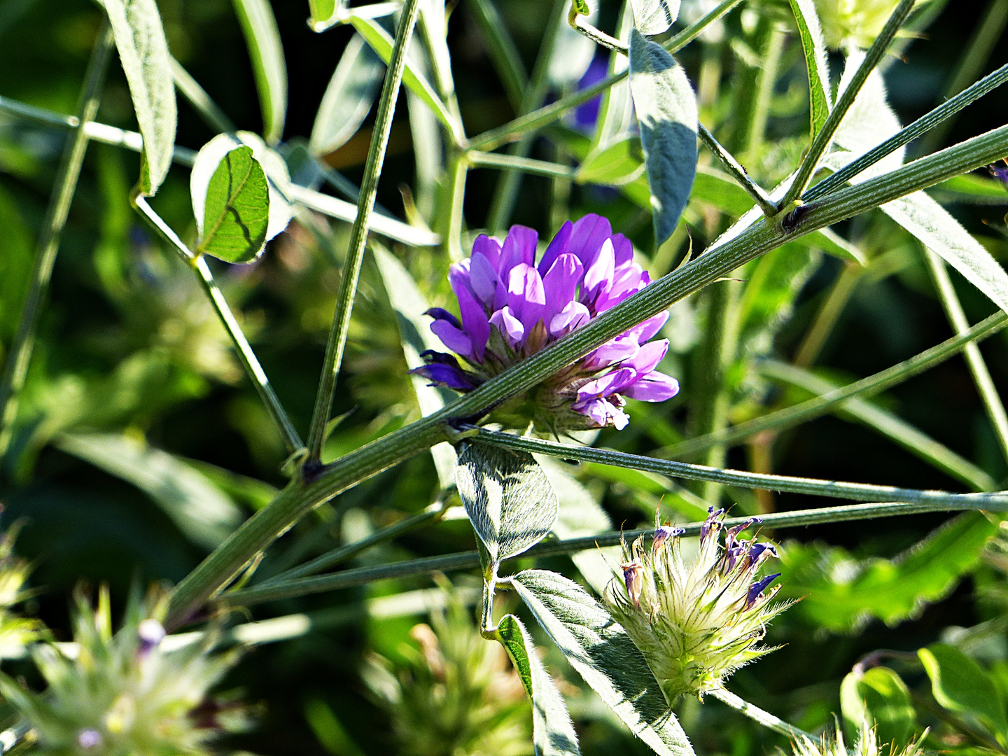 Wildblümchen in Kroatien