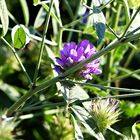 Wildblümchen in Kroatien