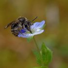 Wildblümchen mit Besucher