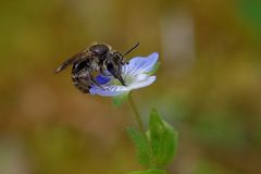 Wildblümchen mit Besucher