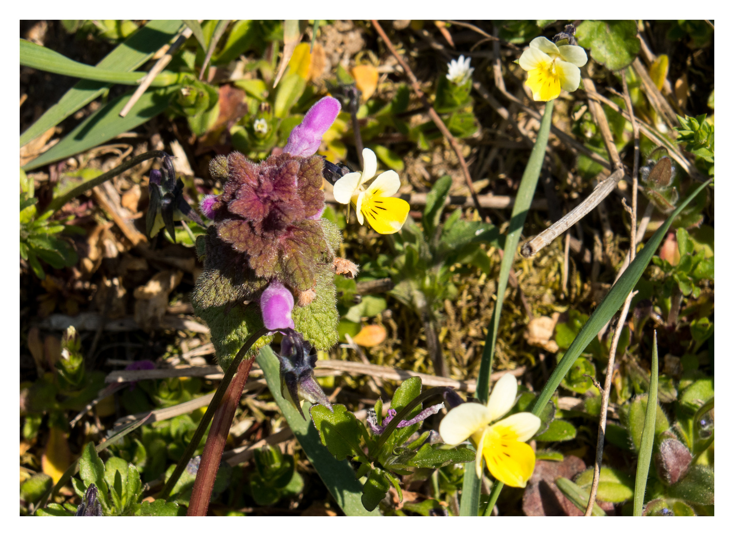 Wildblümchen zum Heutigen Blümchen Tag