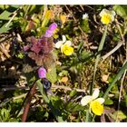 Wildblümchen zum Heutigen Blümchen Tag