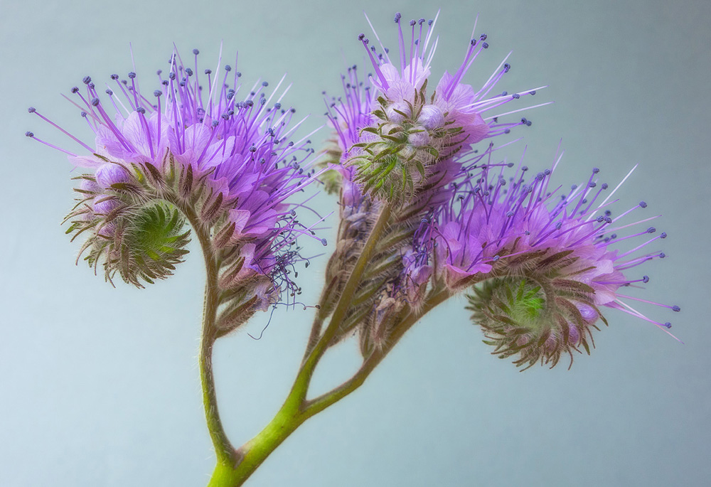 Wildblüte