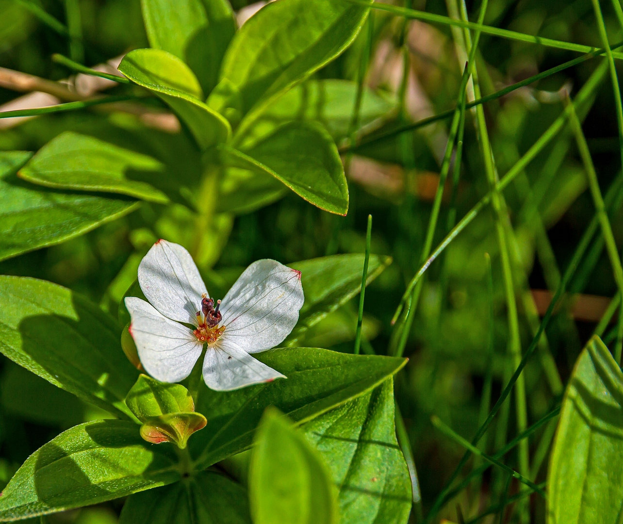 Wildblüte