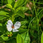 Wildblüte