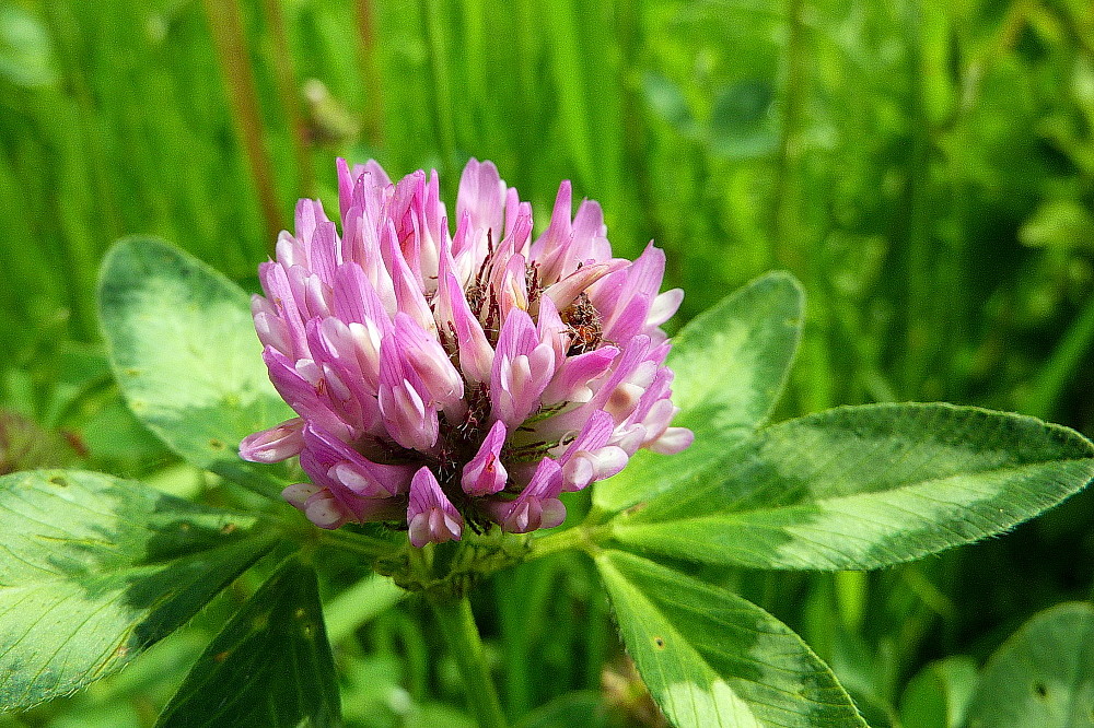 Wildblüte