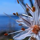 Wildblüte am Meer