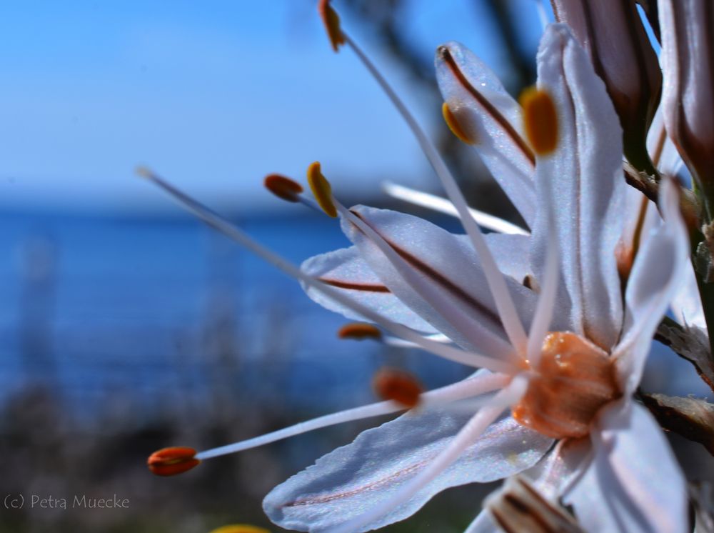 Wildblüte am Meer