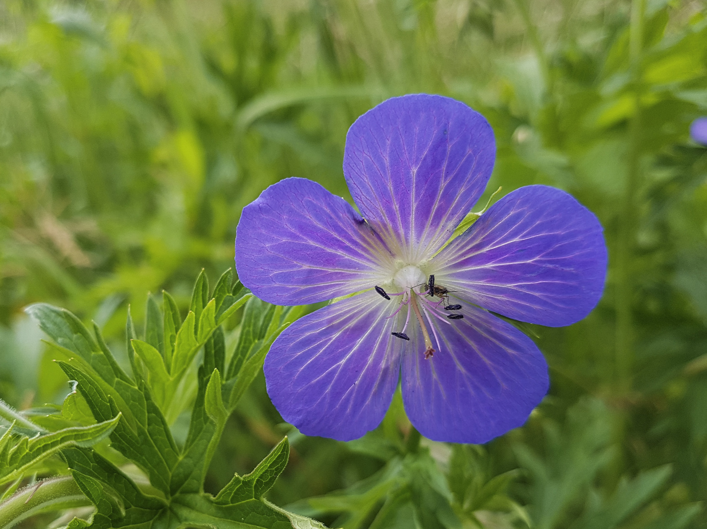 Wildblüte