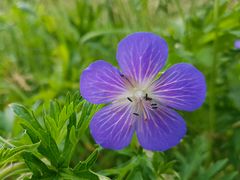 Wildblüte