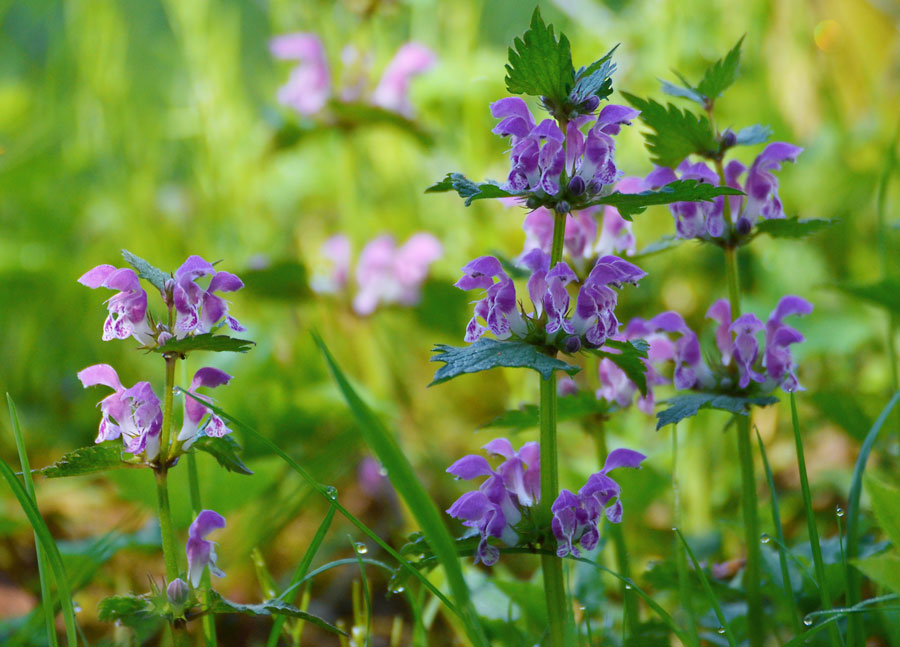 Wildblüte