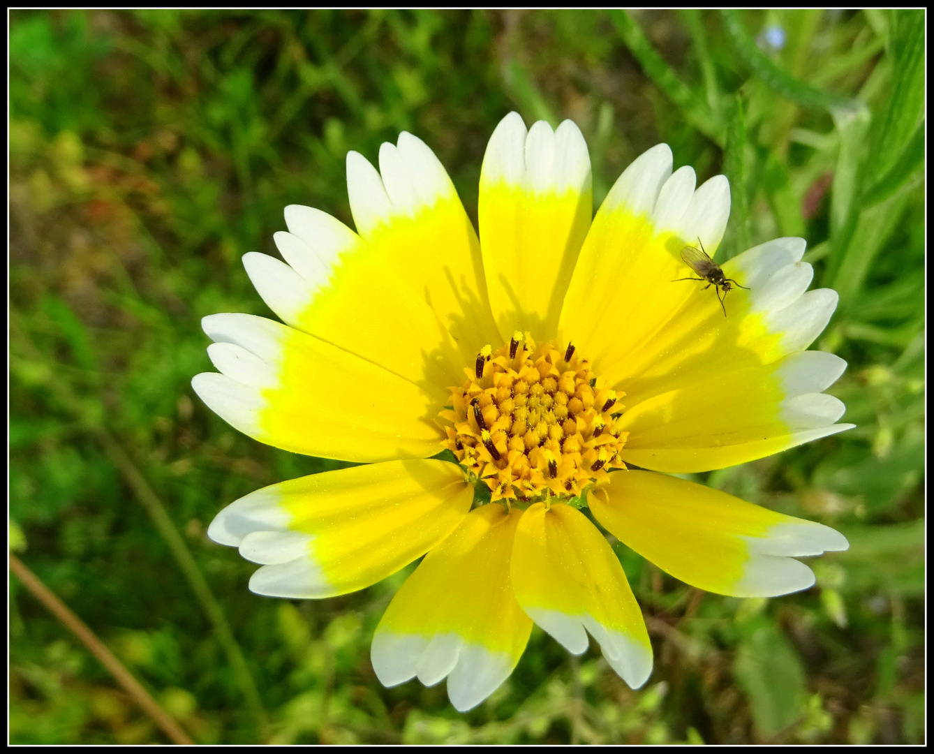 Wildblüte