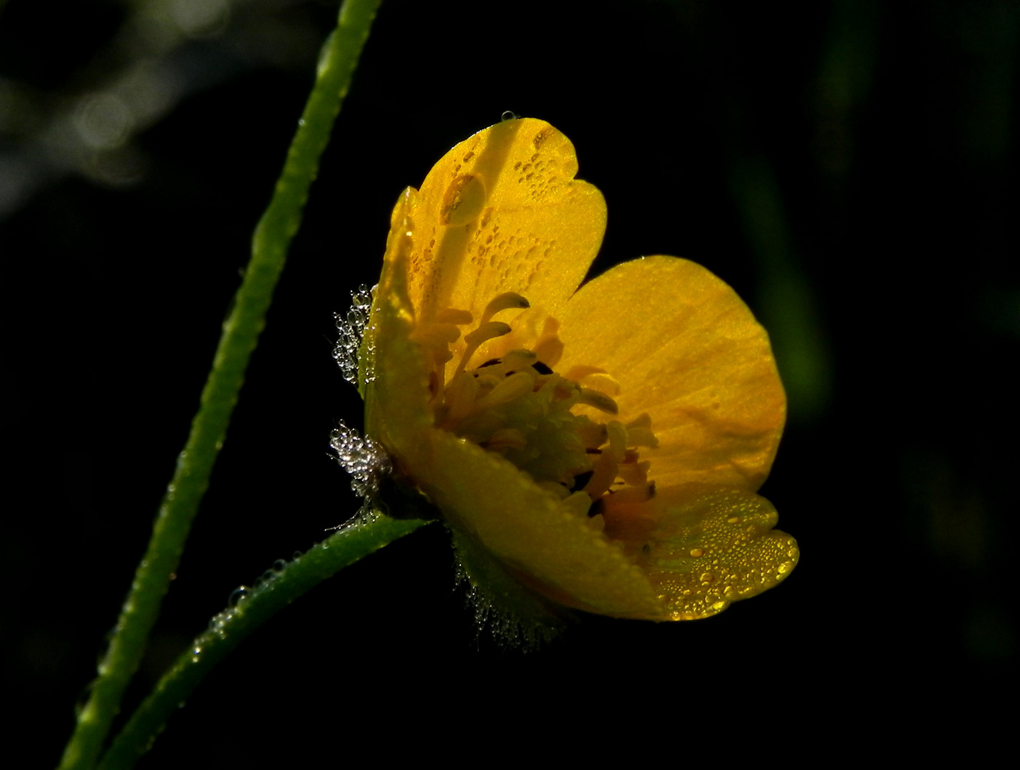 Wildblüte im Licht der Morgensonne