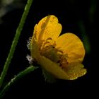 Wildblüte im Licht der Morgensonne