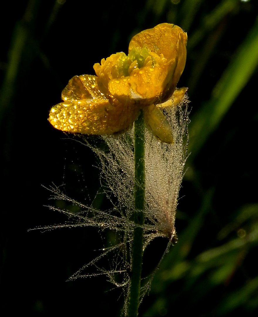 Wildblüte im Morgentau