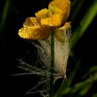 Wildblüte im Morgentau