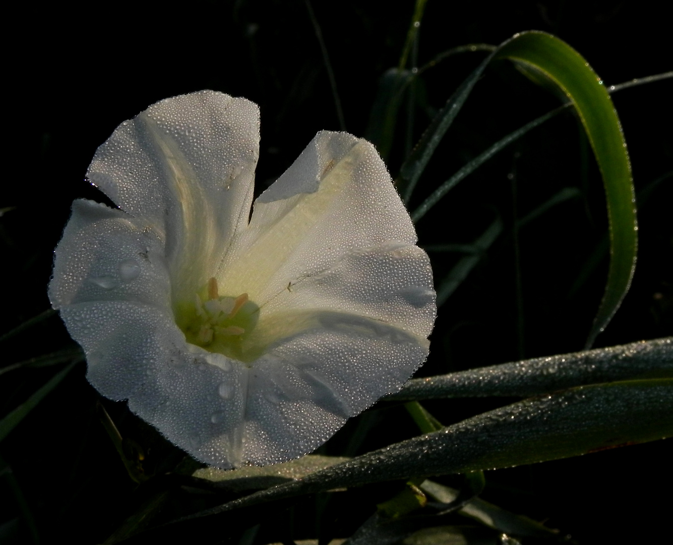 Wildblüte in der Morgensonne