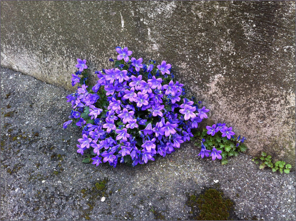 Wildblüten ...