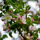 Wildblüten