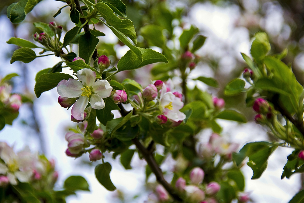 Wildblüten