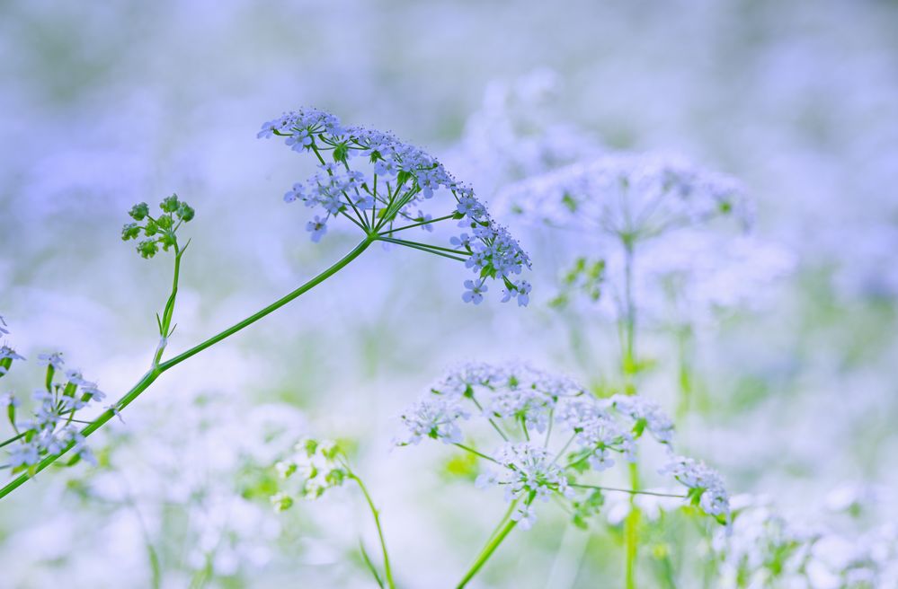 Wildblüten