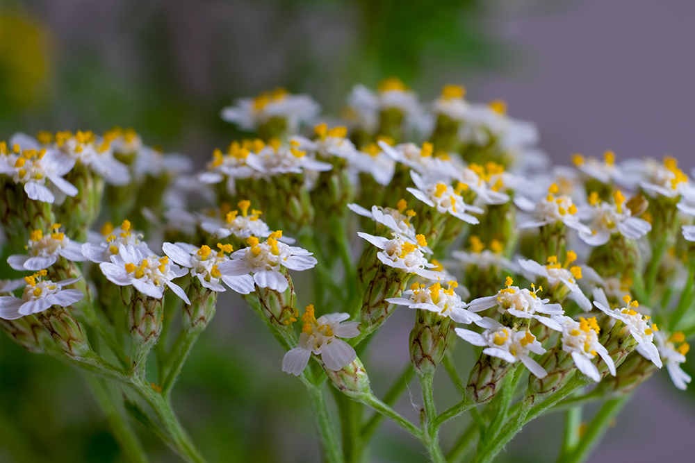 Wildblüten