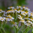 Wildblüten