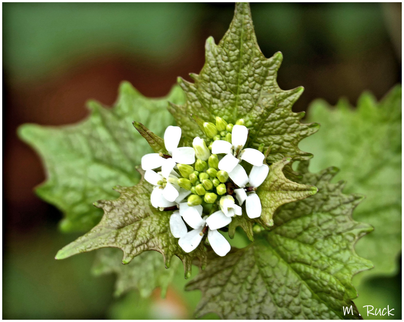 Wildblüten am Rande des Weges ,