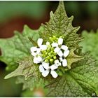 Wildblüten am Rande des Weges ,