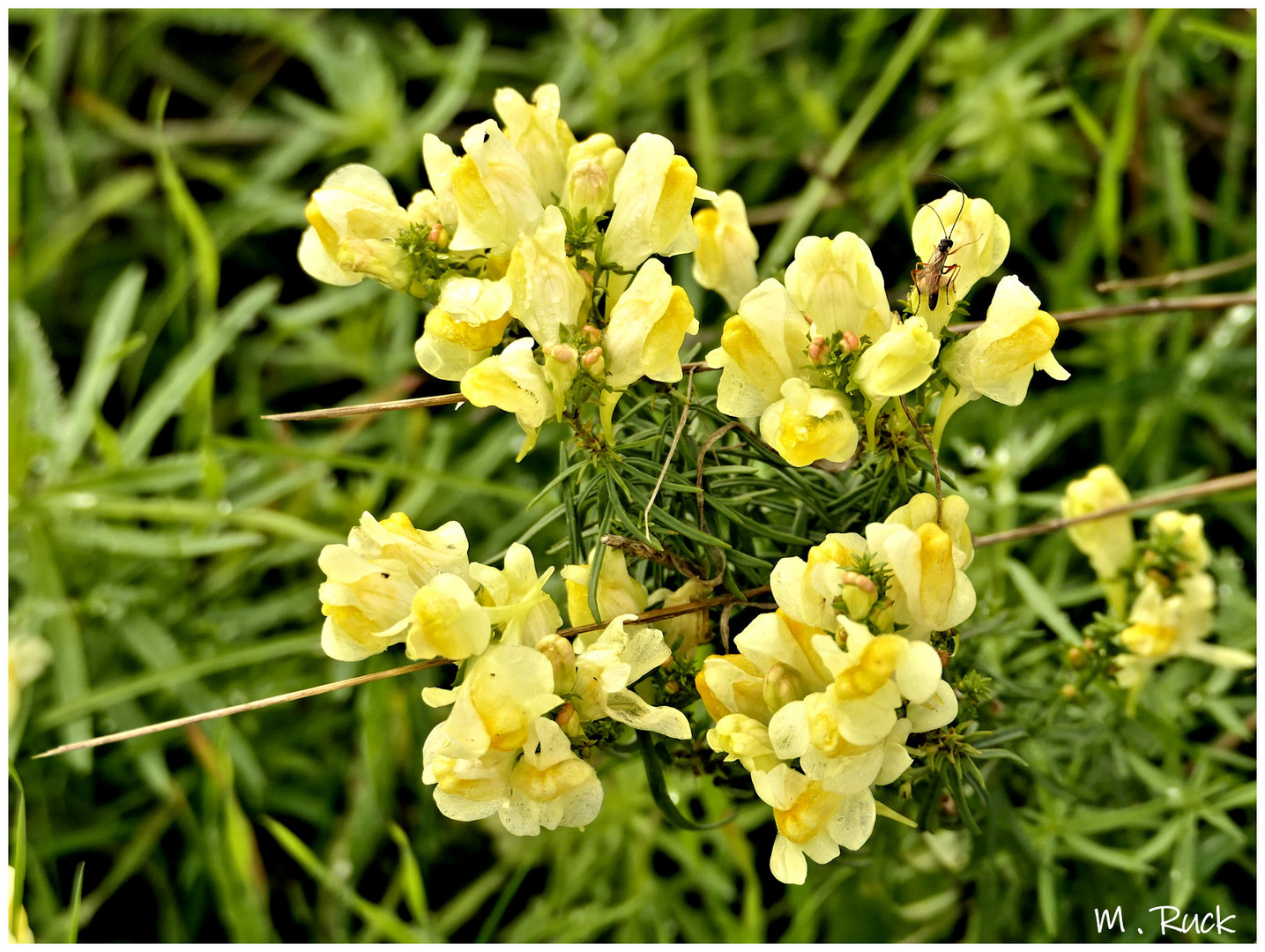 Wildblüten mit Besucher 