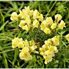 Wildblüten mit Besucher 