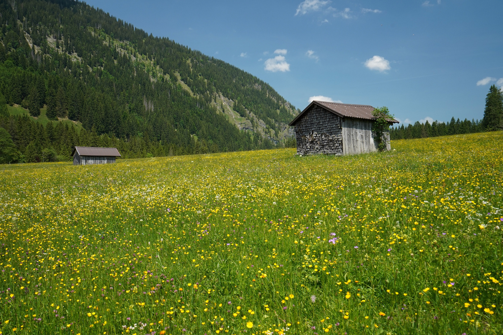 Wildblütenwiese