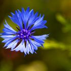 Wildblume 1