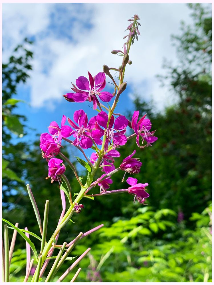 Wildblume am Diedamskopf