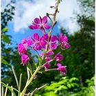 Wildblume am Diedamskopf