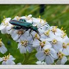 Wildblume am Wegesrand mit schillerndem Besuch