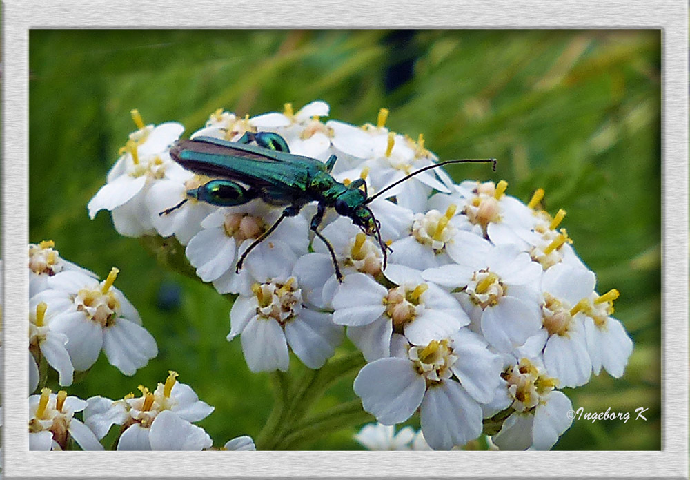 Wildblume am Wegesrand mit schillerndem Besuch