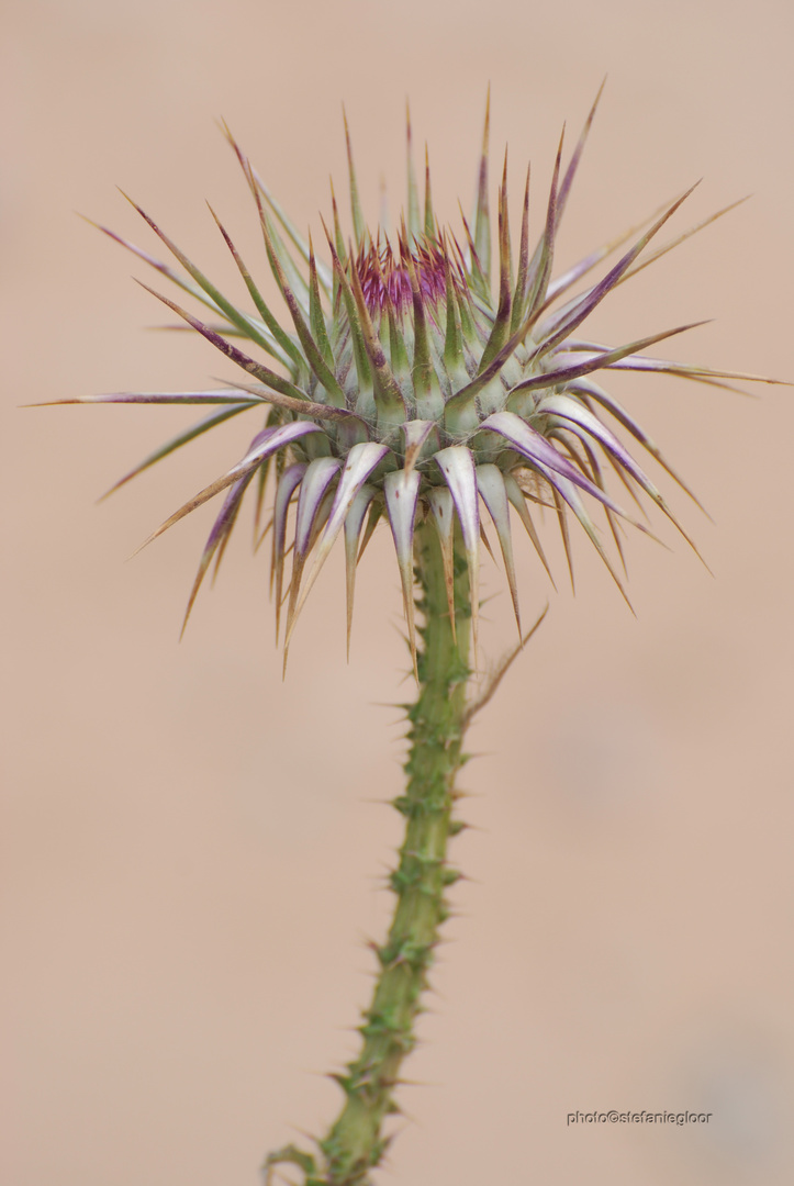 Wildblume auf Zypern