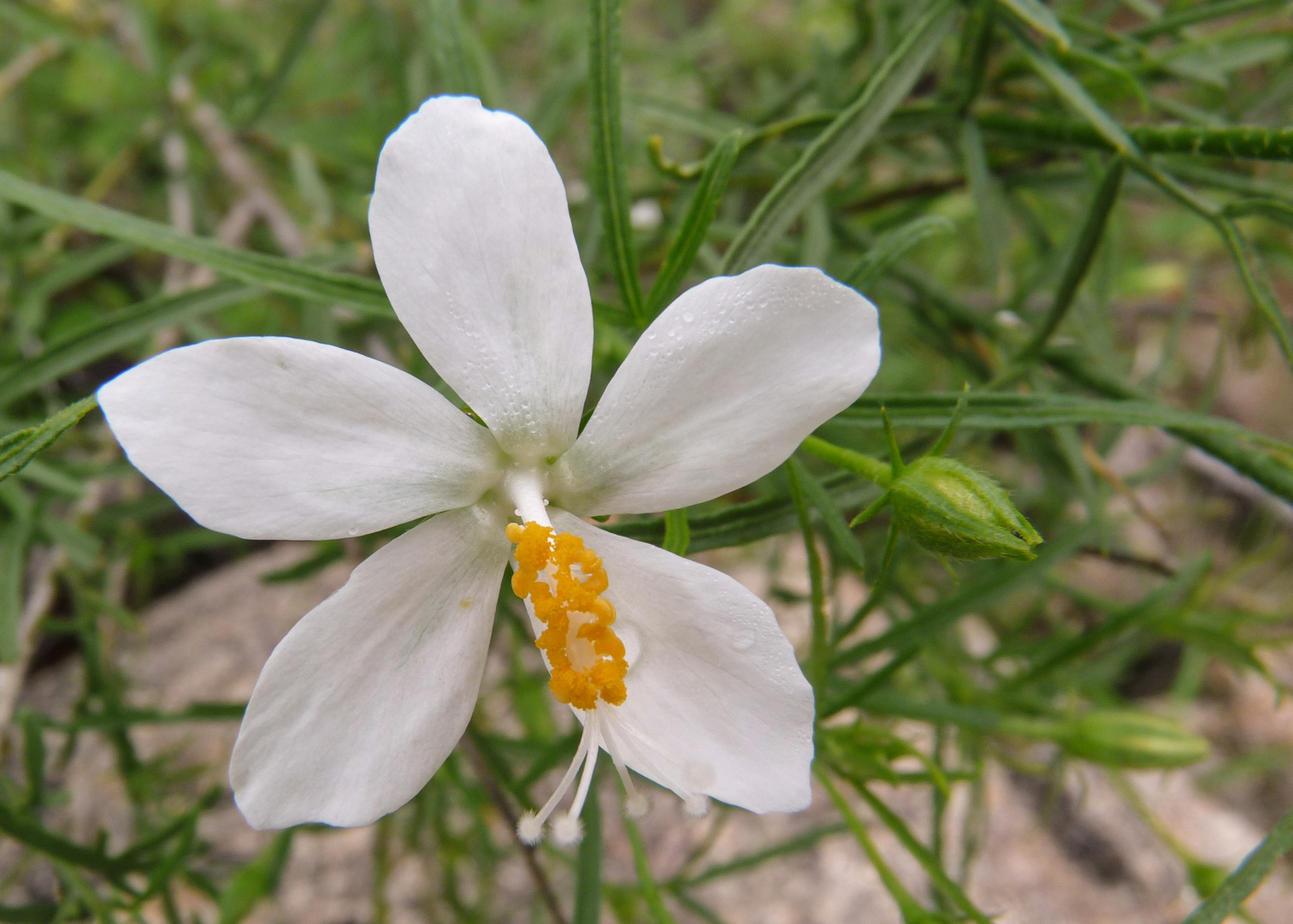 Wildblume aus den Erongobergen