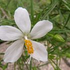 Wildblume aus den Erongobergen