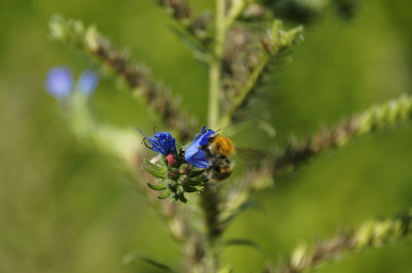 Wildblume Burg Ruine Hoheneck