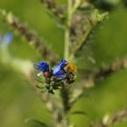 Wildblume Burg Ruine Hoheneck