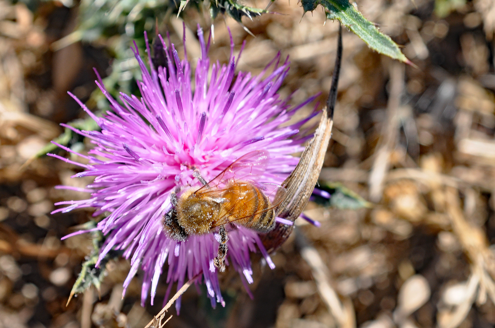 Wildblume Distel