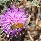 Wildblume Distel