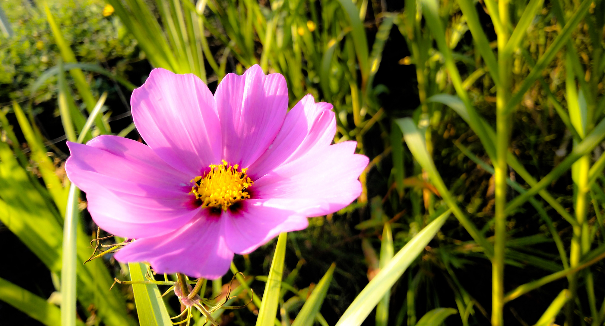 Wildblume im Garten