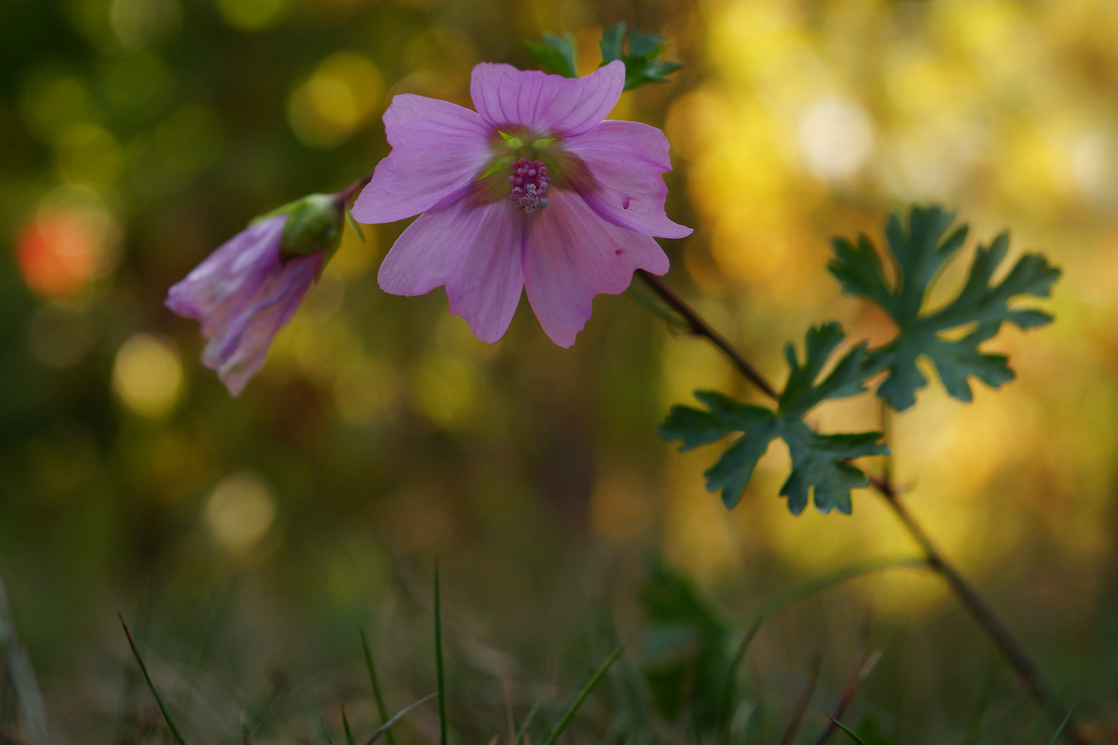 Wildblume im Sonnenlicht